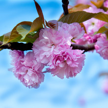 ӣִ